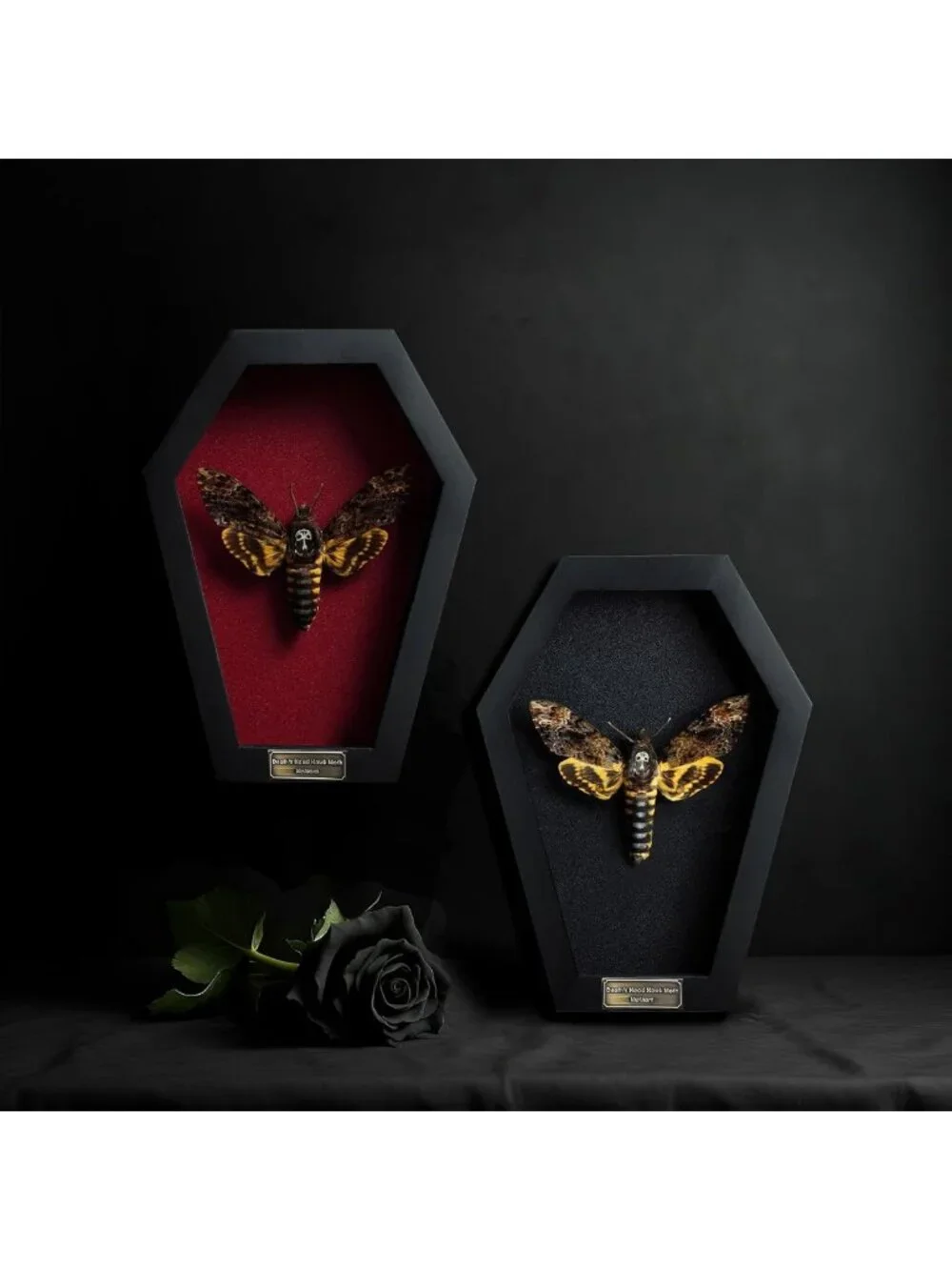 Gothic White Skull Death Head Moth Coffin Decor - Witchy Gift, 7